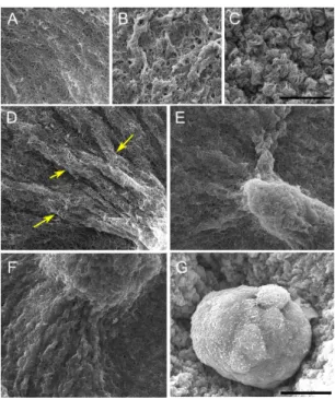 Figure 2: SEM images of epithelial structures and their matrix at day 5. (A) Collagen fibers are clearly distinguished in a collagen-only matrix