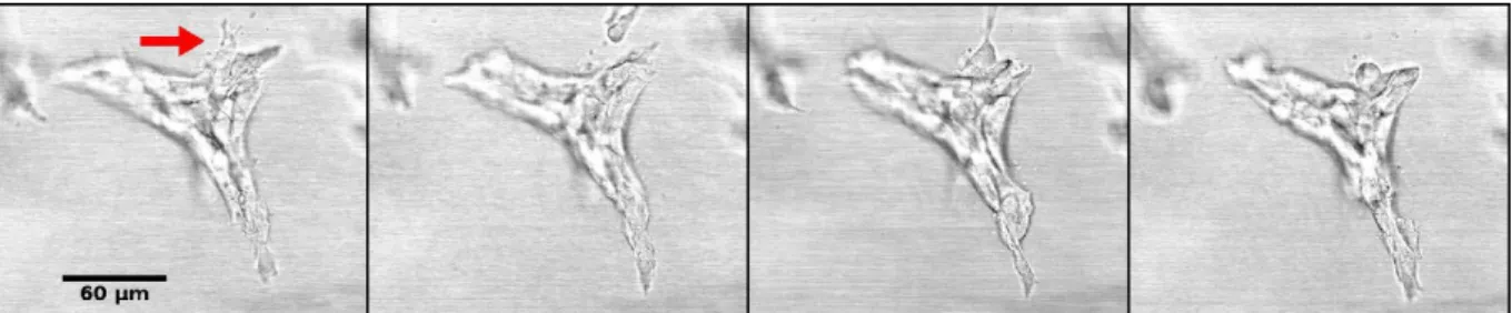 Figure 4: Branching duct at day 7 of culture. A cell (arrow) detaches from the main structure and is incorporated back into the same structure