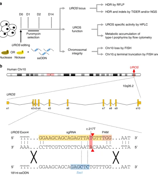Fig. 1 UROS gene editing strategy and work ﬂ ow analysis. a Experimental work ﬂ ow for UROS gene editing and analysis of outcomes