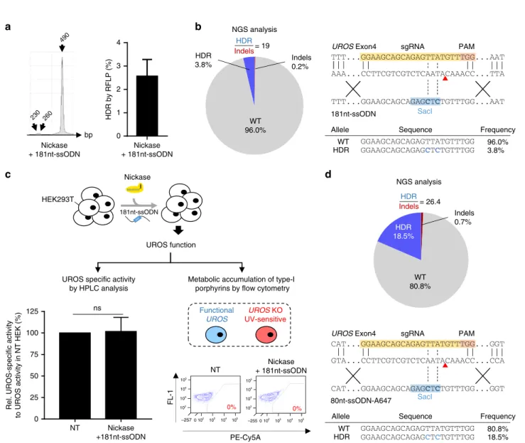 Fig. 3 Unique DSB impairs chromosomal integrity. a, b DNA-FISH assay using (a) UROS -framing probes (respectively − 4.6 Mb upstream and + 4.4 Mb downstream from UROS locus) or (b) Chr10-speci ﬁ c sub-telomeric probes for NT HEK293T cells or cells transfect