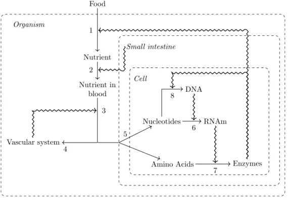 Figure 1: Schematic illustration of the organizational closures between the vascular system and the small intestine in a mammal, and within a single cell