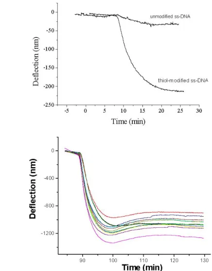 Figure 3. Real time monitoring of the oligonucleotide receptors immobilisation. A) Deflection  signals of the cantilever sensor for the immobilization of a 2 µM ss-DNA (27 mer) 5’thiol  modified and the corresponding unmodified ss-DNA
