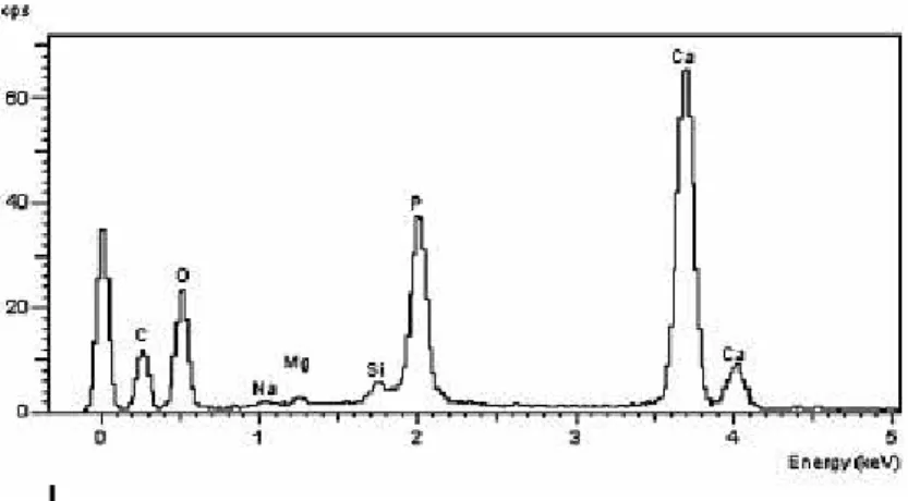 Figura 5 – espectro eds de fosfato de calcio