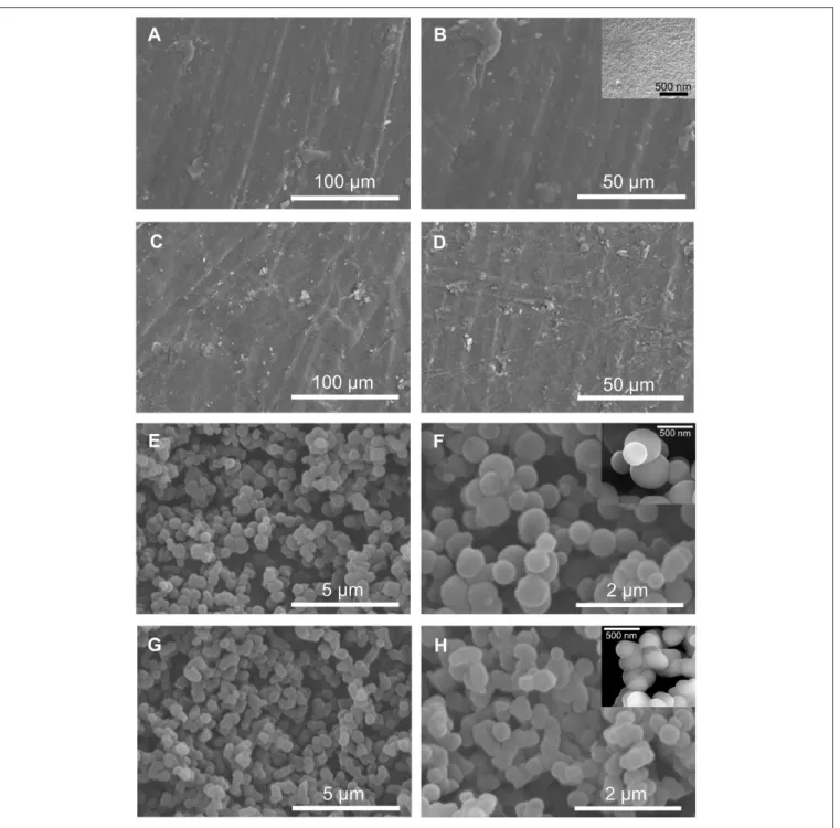 FIGURE 4 | SEM images of the BS-1 (A,B), BS-2 (C,D), BS-3 (E,F), and BS-4 (G,H) hybrids.