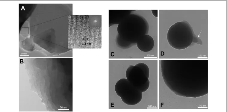 FIGURE 5 | TEM images of the BS-1 (A), BS-2 (B), BS-3 (C,D), and BS-4 (E,F) hybrids.