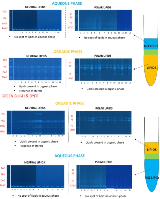 Figure 3. High performance thin-layer chromatography (HPTLC) plates of classical and alternative  systems; validation of methods by the presence of lipids in organic phases