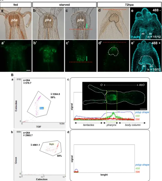 Figure 6. Dynamics of the oral tissue during regeneration. The dynamic behavior of the oral tissue  during regeneration was analyzed using confocal microscopy