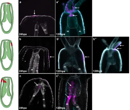 Figure 8. Tissue tracking experiment during regeneration. Spectral confocal images of Nematostella  juveniles expressing Kaede photoconvertible fluorescent protein mRNA (a–c’)