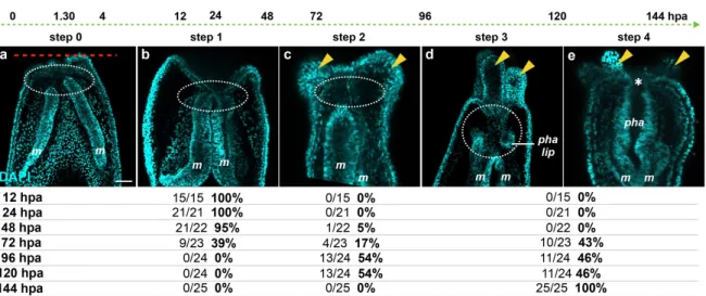 Figure 6. Dynamics of the oral tissue during regeneration. The dynamic behavior of the oral tissue  during regeneration was analyzed using confocal microscopy