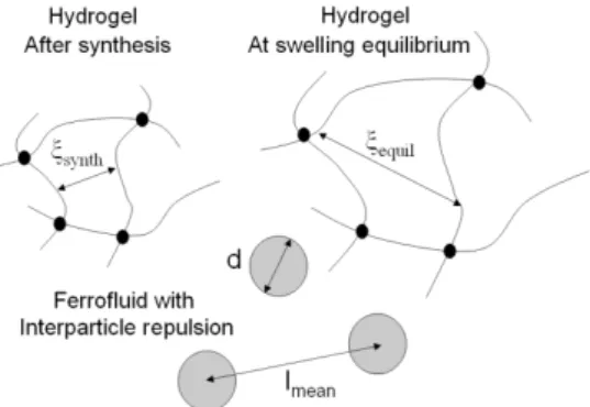 Figure 1 –  Characteristic sizes of the individual components which  are mixed together to form the ferrogel –  Hydrogel : mesh size after  synthesis  ξ synth , (upper left) and at swelling equilibrium ξ equil   (upper  right)