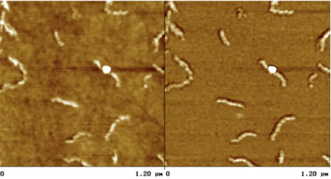 Figure  8.  Tapping  mode  AFM  characterization  of  a  6  months  old,  10  g/L  solution  of  1  +  2  in  THF,  diluted and spin-coated on a silicon wafer
