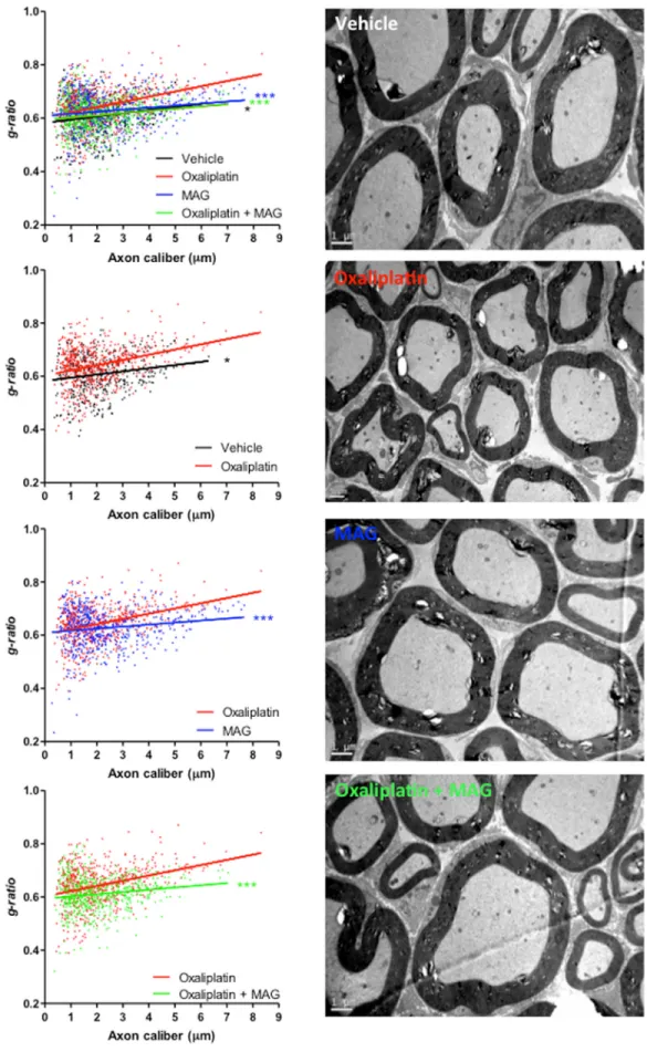 Figure 5: The EM micrographs of cross-sections of sciatic nerves from vehicle, oxaliplatin, MAG and oxaliplatin +  MAG mice at 4 weeks