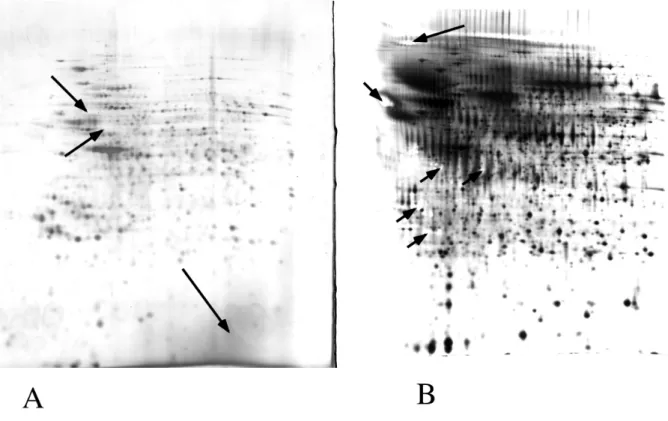 Figure 1 : Examples of staining artefacts 