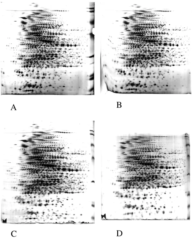 Figure 2: Comparison of the four staining options. 