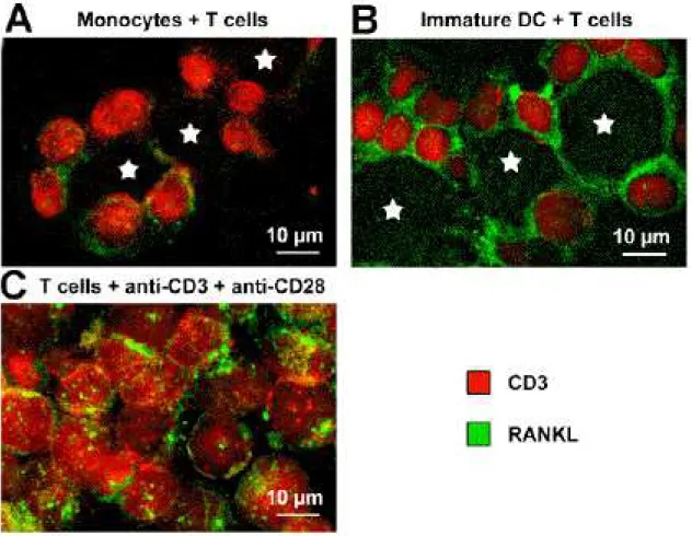 Figure 7: RANKL expression in cocultures of T cells with either monocytes or DC.