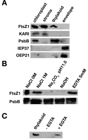 Figure 5 Immunolocalization of the FtsZ1 protein in association with Arabidopsis thylakoids