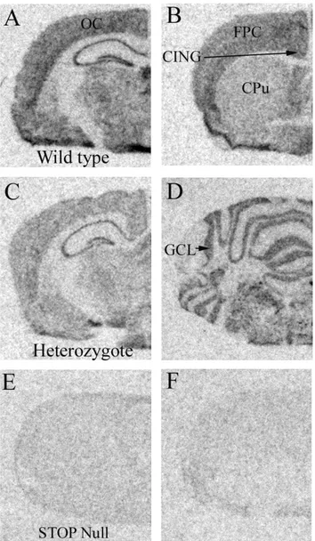 Figure  1.  Regional  distribution  of  STOP  mRNA.  Representative  autoradiographic  images  showing the distribution of STOP mRNA at the level of the dorsal hippocampus in wild type  (A), heterozygous (C) and STOP null (E) mice, and at the  level of the