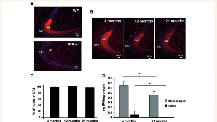 Figure 4A and B shows that the ischaemic lesion and the perme- perme-ability of the blood–brain barrier after ischaemic stroke were  sig-nificantly reduced (40%) in WT 15-month-old mice and older, with a profile similar to that observed for tPA mRNA levels