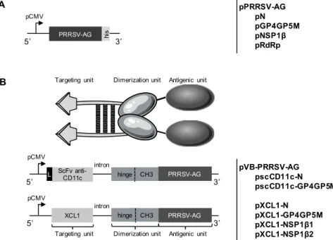 Figure 1. DNA constructs for expression of PRRSV-AGs in native forms or in VBs targeting XCR1 and  CD11c