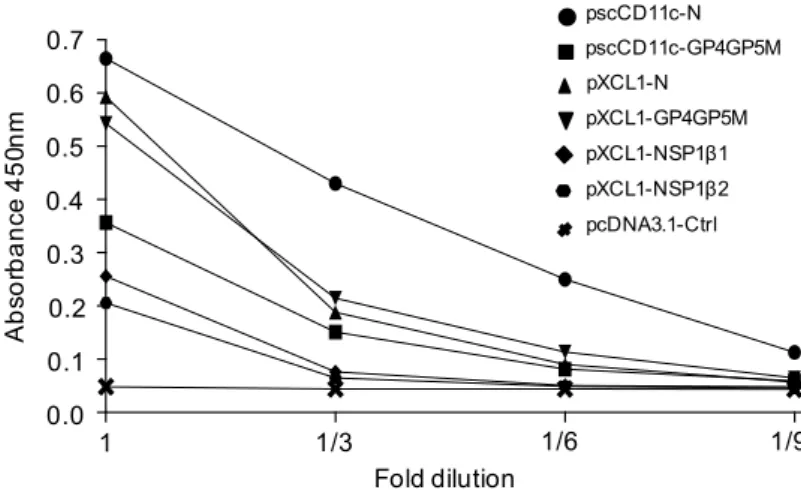 Figure 3. Expression of VB-PRRSV-AGs. The pscCD11c-N, pscCD11c-GP4GP5M, pXCL1-N, pXCL1- pXCL1-GP4GP5M, pXCL1-NSP1β1, pXCL1-NSP1β2 and pcDNA3.1-ctrl plasmid were transfected in 293T  cells