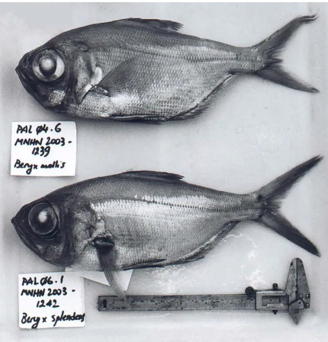 Fig. 2  Morphologie externe de Beryx mollis (en haut) et B. splendens (en bas). B. mollis : spécimen MNHN 2003-1239 du Museum  national d’histoire naturelle, capturé à la palangre par 650 m au nord du récif Jouan (20°35’S 166°58’E) lors de la campagne  C H