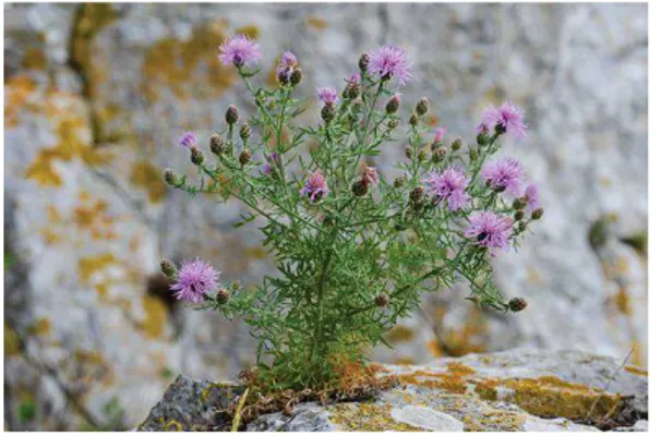 Figure 9: Individu de Centaurea corymbosa présentant des inflorescences sous forme de  corymbes