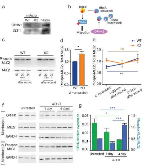 Figure 1: OPHN1 regulates MLC phosphorylation during in vitro migration of astrocytes