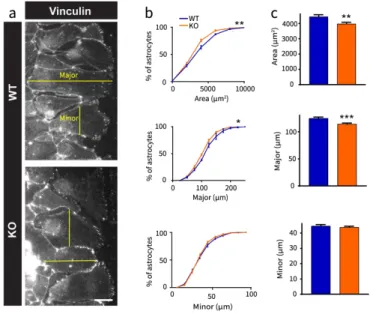 Figure 3: The morphology of migrating astrocytes is altered in OPHN1 deficient cells. 