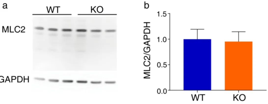 Figure S1. OPHN1 KO astrocytes have normal MLC2 levels in physiological conditions. 