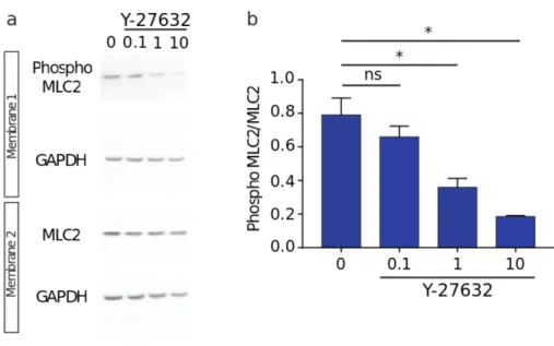 Figure S2: Dose-response curve of the ROCK inhibitor Y27632 on MLC2 phosphorylation. 