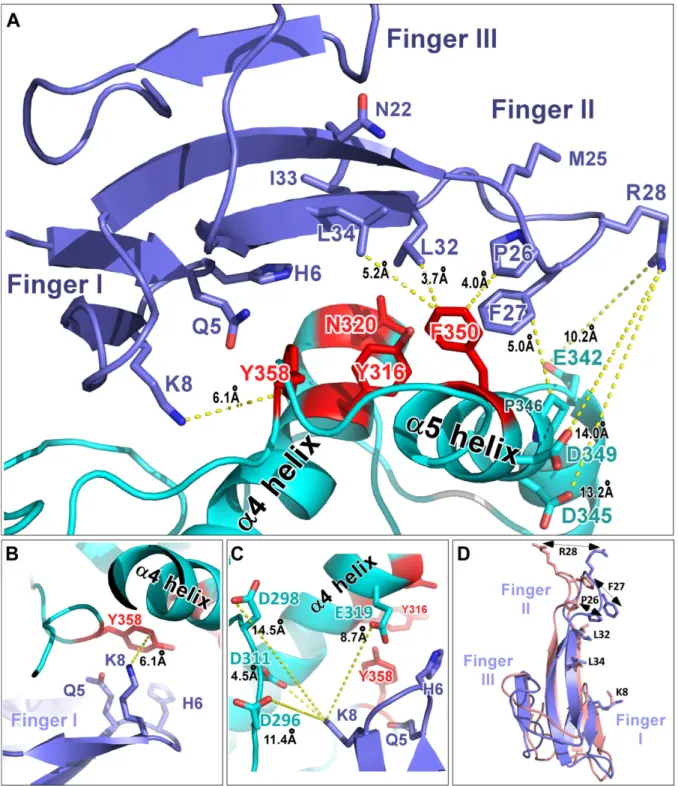 Figure 5. Molecular dynamics simulation of the rASIC1a/Mamb-1 complex. A) View of  the  interface  between fingers  I/II of Mamb-1 and α4/α5 helices  in the thumb domain of  rASIC1a