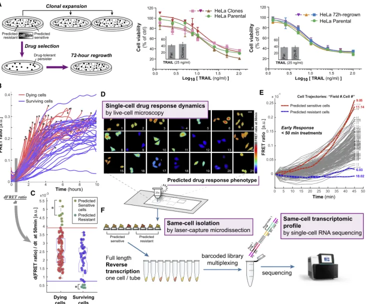 Figure 1. Constant Proportioning of Cell Response Heterogeneity Enables Stable Predictive Metrics of Drug Response for Phenotype- Phenotype-Coupled Same-Cell Profiling: Fate-Seq