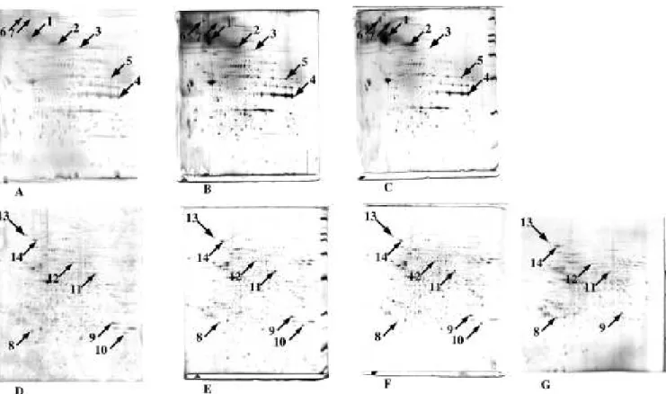 Figure 1: Comparative analysis of proteins by two-dimensional electrophoresis.