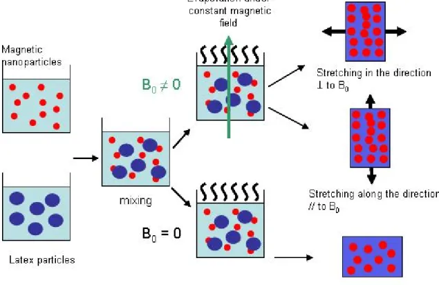 Figure 1 Sketch illustrating the route for incorporating magnetic nanoparticles in polymer  films by latex film formation and the orientation of the fillers with a constant field