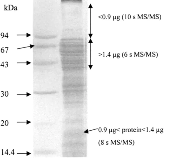 Figure 1 Image of the gel of mitochondrial protein extract used for LC−MS/MS analyses