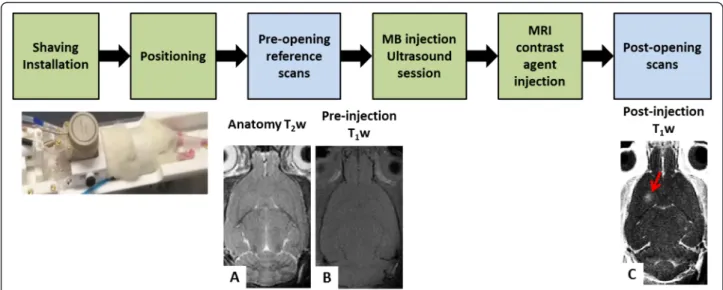 Fig. 3 Overview of the BBB permeabilization experiment. The different steps are summed up in the first row 