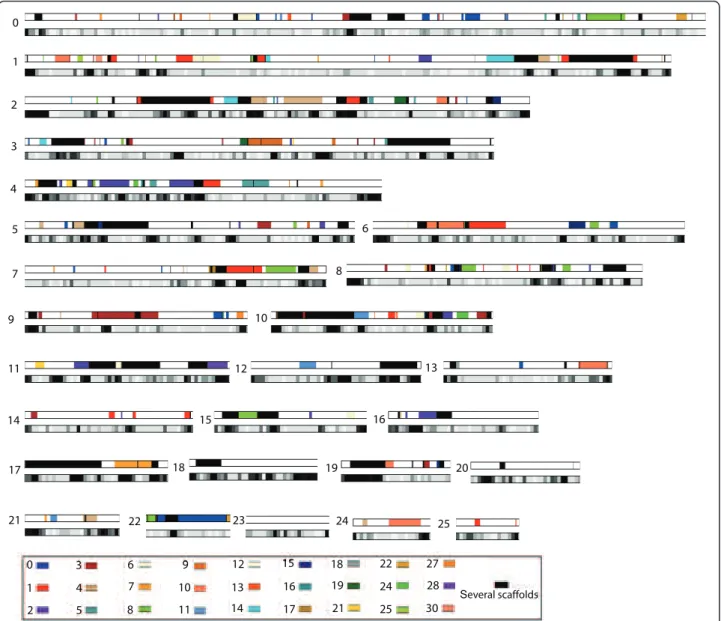 Figure 1 Blocks of duplicated genes in the Blastocystis sp. genome. For each scaffold (from 0 to 25), the duplicated blocks are displayed with colors corresponding to the scaffolds where the paralogous blocks are located (on scaffolds 0 to 19, 21, 22, 24, 