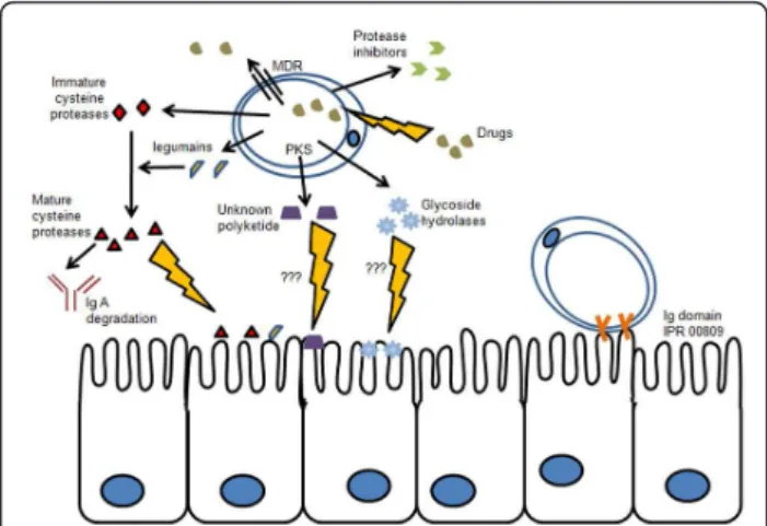Figure 3 Secretory proteins and virulence factors identified in the Blastocystis sp. subtype 7 potentially involved in host interaction