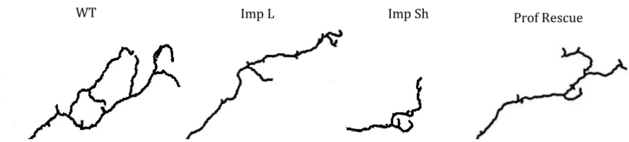 Figure 1: Representation of the morphology of each one of the groups under study (in order: Wild type, imp mutant and imp  mutant rescued by Profilin)