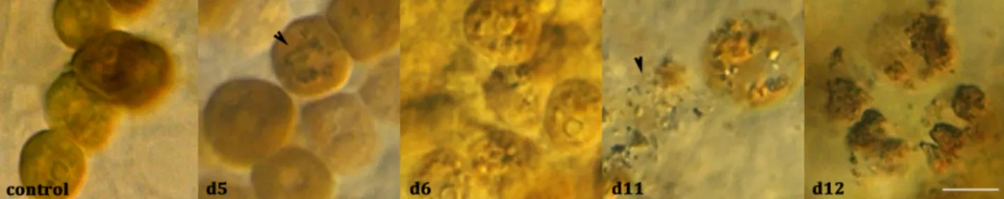 Fig. 3. Symbiodinium morphology in Tridacna maxima course of the experiment. Symbiodinium were observed by light microscopy in samples collected at d0 in control tank and at d5, d6, d11 and d12 in the heat stress experiment tank