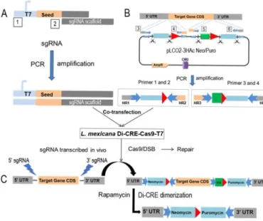 Figure 1: Inducible system: the Floxed  gene strategy 