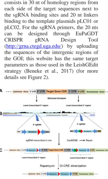 Figure 2: IKO strategy preserving the  UTRs  