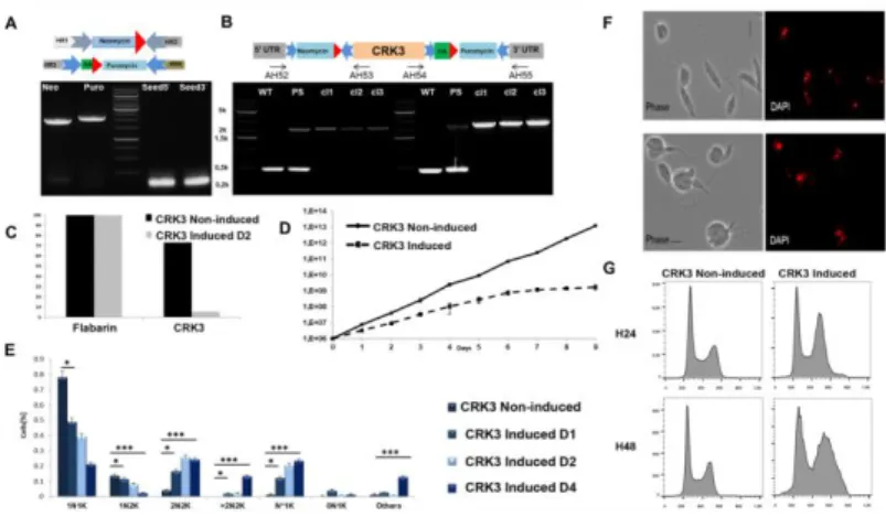 Figure 3: Phenotype analysis of CRK3  mutants.  