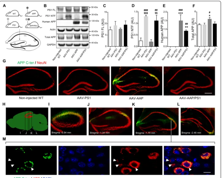 Fig. 1 Stereotactic injection of AAV vectors induces the neuronal expression of human APP and PS1 in the hippocampus of C57BL/6 J mice, 1 month after injection