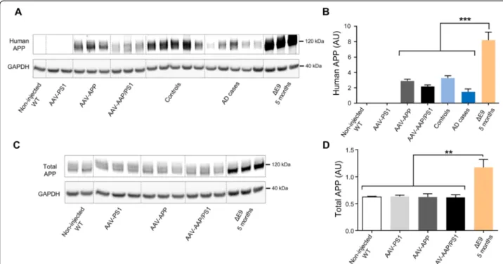 Fig. 3 AAV-APP/PS1 mice show a production of human APP similar to AD patients, 3 months after injection