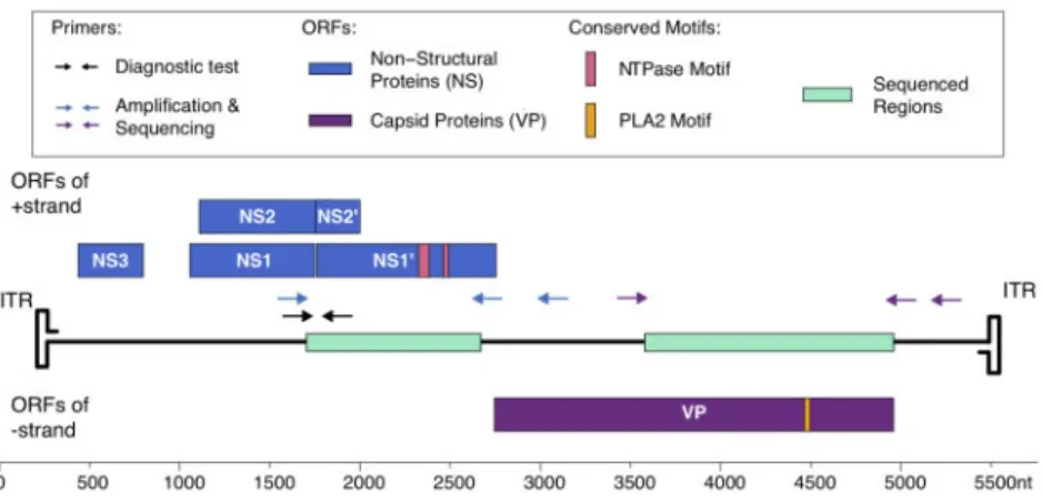 Figure 1. CpDV Genome encodes for two types of proteins: non-structural (NS) and structural (VP)