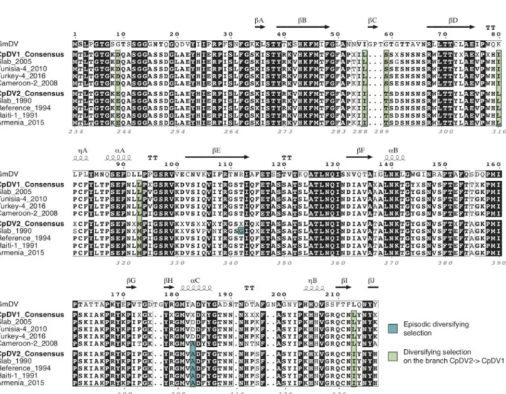 Figure 4. Diversifying selection on a conserved protein domain of CpDV capsid protein