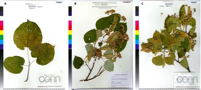 FIGURE 1.  Illustration of the different phenological stages of Tilia americana on the NEVP herbarium data set