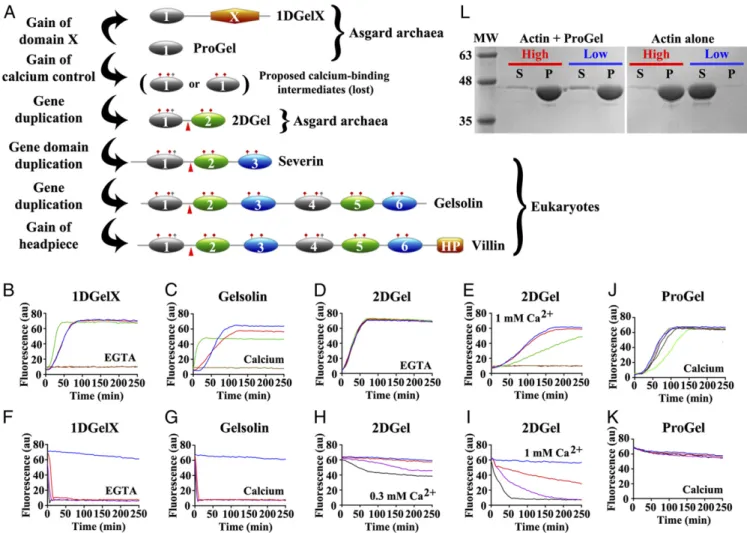 Fig. 1. Thor gelsolins and actin regulation. (A) Schematic representation of the three Thor gelsolin architectures and the hypothetical evolution of the gelsolin family