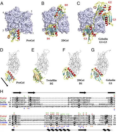 Fig. 4. The structures of ProGel and 2DGel in complex with rActin. (A) The ProGel/rActin complex